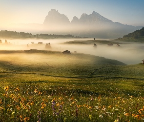 Mgła, Kwiaty, Łąka, Włochy, Góry, Płaskowyż Seiser Alm, Dolomity, Poranna