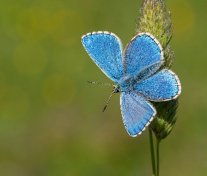 Modraszek ikar, Zielone tło, Trawa, Źdźbło, Motyl