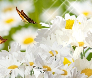 Motyle, 2D, Margerytki