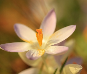 Krokus, Makro, Kwiat