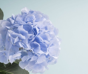 Kwiat, Tło, Hortensja, Niebieskie, Niebieska