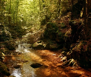 Strumień, Las, Drzewa, Kamienie, Rzeka
