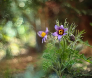 Liliowy, Kwiat, Sasanka