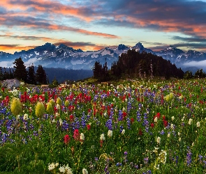 Stany Zjednoczone, Park Narodowy Mount Rainier, Zachód słońca, Stan Waszyngton, Drzewa, Góry Tatoosh Range, Lato, Łąka, Chmury, Kwiaty