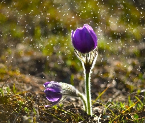 Sasanka, Bokeh, Kwiat