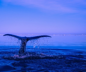 Morze, Ogon, Płetwa, Wieloryb