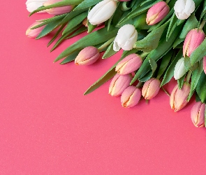 Tło, Tulipany, Białe, Różowe