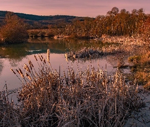 Góry, Drzewa, Rzeka, Szuwary