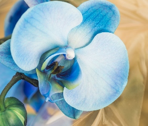 Niebieski, Storczyk, Kwiat