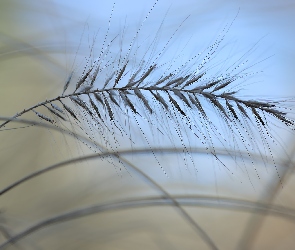 Źdźbło, Makro, Trawa