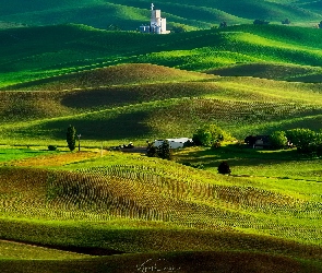 Drzewa, Steptoe Butte State Park, Wzgórza, Pola, Stan Waszyngton, Łąki, Stany Zjednoczone, Region Palouse