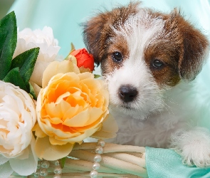 Pies, Kwiaty, Szczeniak, Jack Russell terrier