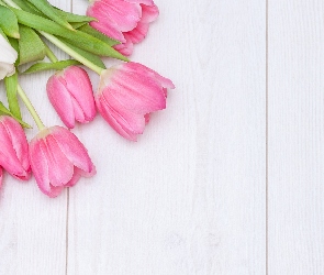 Biały, Deski, Tulipany, Różowe