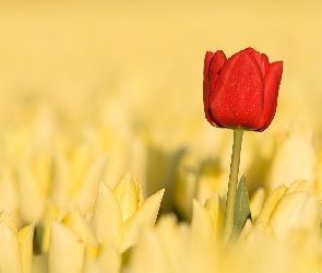 Czerwony, Tulipany, Żółte, Tulipan, Kwiaty