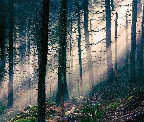 Skarpa, Przebijające światło, Las, Drzewa