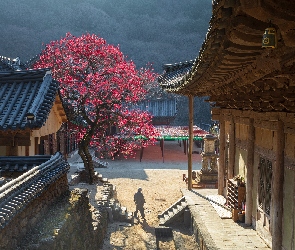 Hrabstwo Gurye, Drzewo, Buddyjska, Korea Południowa, Kwitnące, Świątynia, Hwaom sa
