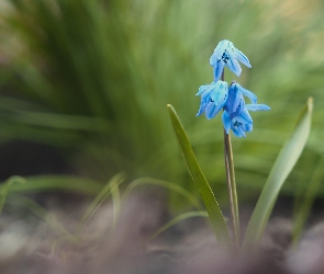 Niebieski, Cebulica, Kwiat