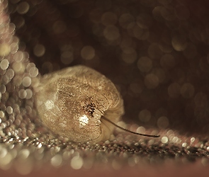 Roślina, Bokeh, Miechunka rozdęta
