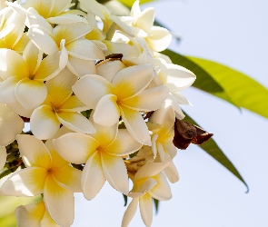 Plumeria, Gałązka, Kwiaty