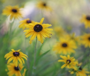 Rudbekia, Kwiaty, Żółte