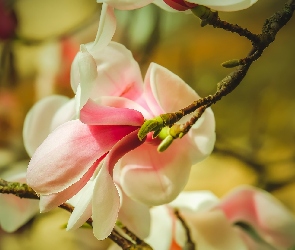 Gałązka, Magnolia, Kwiat, Kwitnący