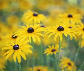 Rozmyte tło, Kwiaty, Rudbekia, Żółte