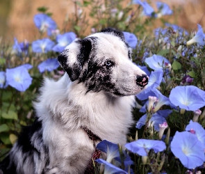 Owczarek australijski, Powój, Niebieski, Kwiaty, Pies