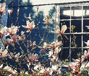 Dom, Okno, Magnolia