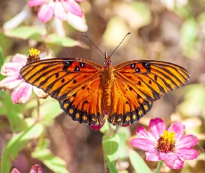 Agraulis vanillae, Kwiaty, Motyl