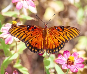 Motyl, Kwiaty, Agraulis vanillae