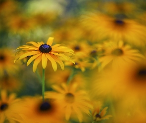 Żółte, Zbliżenie, Rudbekie