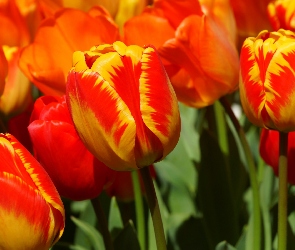Czerwono-żółte, Tulipany, Kwiaty