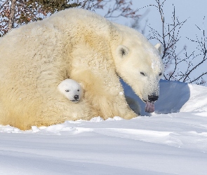 Niedźwiedzie polarne, Zima, Śnieg, Niedźwiadek, Dwa