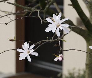 Drzewo, Magnolia, Białe, Kwiaty, Gałęzie