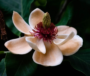 Rozkwitnięta, Liście, Kwiat, Magnolia