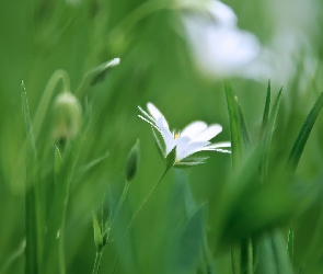 Trawa, Gwiazdnica, Biały, Kwiat