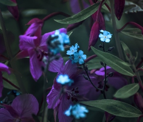 Kwiaty, Ułudki, Niebieskie
