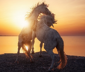 Dwa, Zachód słońca, Morze, Konie