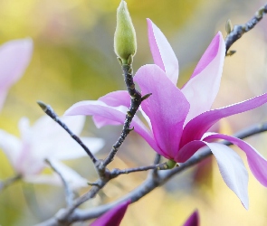 Kwiat, Gałązka, Magnolia