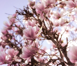 Gałęzie, Kwiaty, Różowe, Magnolia, Kwiaty