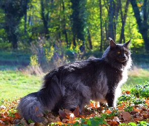Liście, Mainkun, Kot, Maine coon