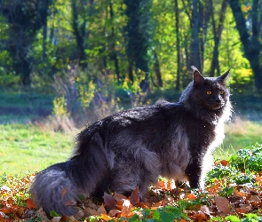 Kot, Liście, Mainkun, Maine coon