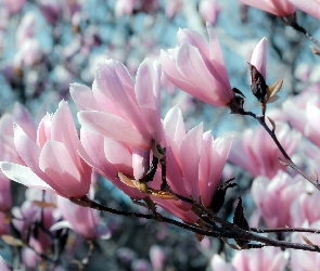 Magnolia, Różowa, Krzew, Gałąź