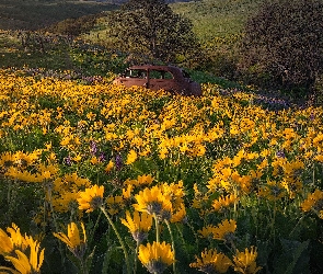 Stany Zjednoczone, Stare, Łąka, Drzewa, Trawa, Żółte, Wzgórza, Balsamorhiza, Stan Waszyngton, Auto, Park stanowy Columbia Hills, Kwiaty