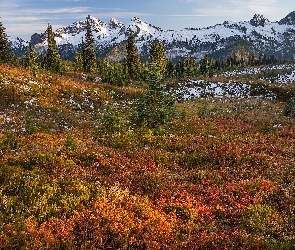 Park Narodowy Mount Rainier, Stan Waszyngton, Kolorowe, Stany Zjednoczone, Rośliny, Drzewa, Jesień, Góry, Tatoosh Range