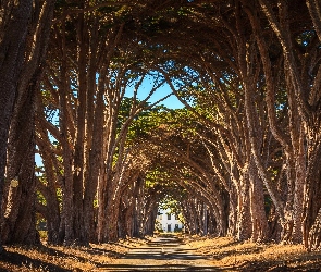 Kalifornia, Park Narodowy Point Reyes National Seashore, Cyprysy, Stany Zjednoczone, Droga, Drzewa, Aleja