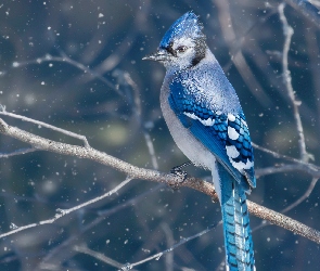 Modrosójka błękitna, Śniegu, Płatki, Gałęzie, Ptak