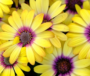 Żółte, Stokrotki, Kwiaty