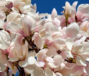Gałązka, Magnolia, Kwiaty, Różowe