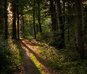 Drzewa, Dróżka, Rozświetlona, Ścieżka, Las